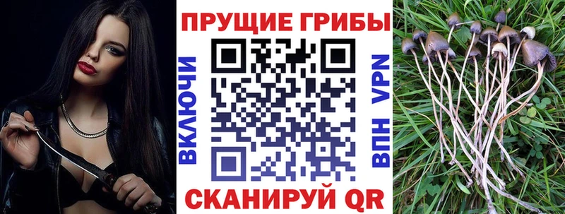 Псилоцибиновые грибы мицелий Отрадный